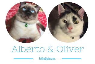 close up of Siamese cat and black and white cat faces