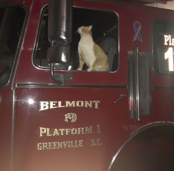 orange and white tabby fire cat named Flame