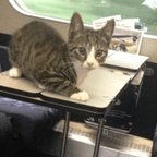 Danish tabby takes a train ride