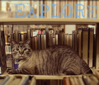 Browser the tabby cat works in a Texas library