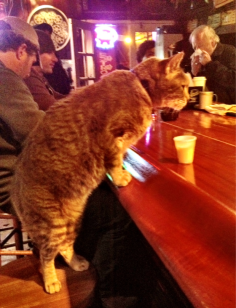 orange tabby Mr. Wu works in a New Orleans bar