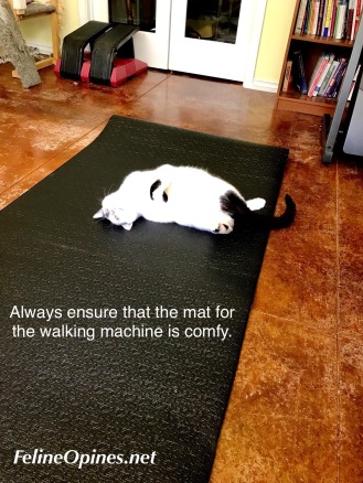 Black and white cat rolling on m at