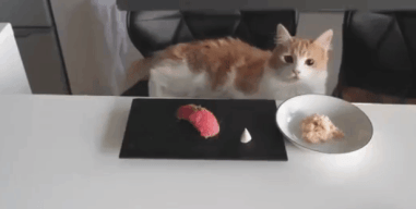 orange tabby with sushi plate in front of him