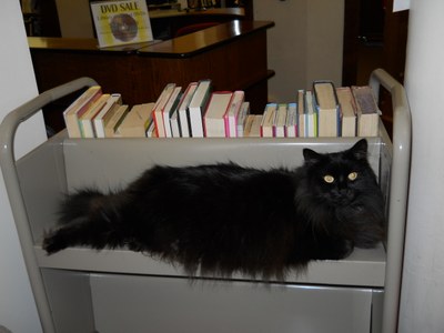black cat named Stacks sleeps on library cart