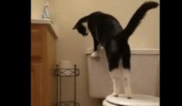 black and white tuxedo cat learns how to flush toilet