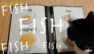 Black and White cat rings bell for service in this kitty restaurant