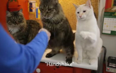 two long haired tabbys and a white cat learn sign language