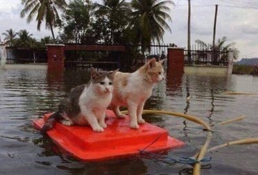 cats caught in a flood