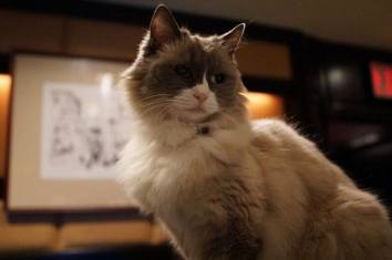 Matilda the retired Algonquin Cat