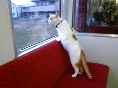 yellow and white cat looking out of window of cat cafe train car