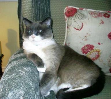 Siamese cat with cross eyes on chair