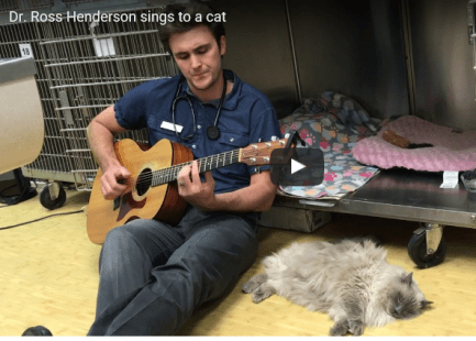 veterinarian plays his guitar for post surgery gray cat