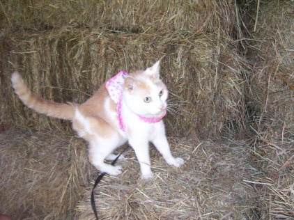 orange and yellow cat on leash walking on a bale of hay