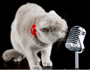 gray cat singing cat ballads into a microphone