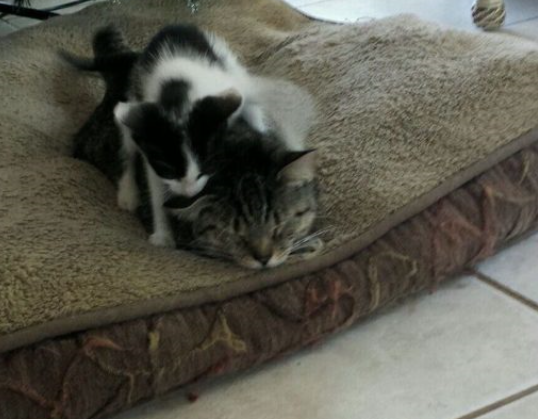 Gray tabby cuddling with black and white kitten