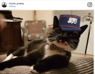 Tuxedo cat with british postal worker hat