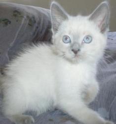 Jasmine as a kitten