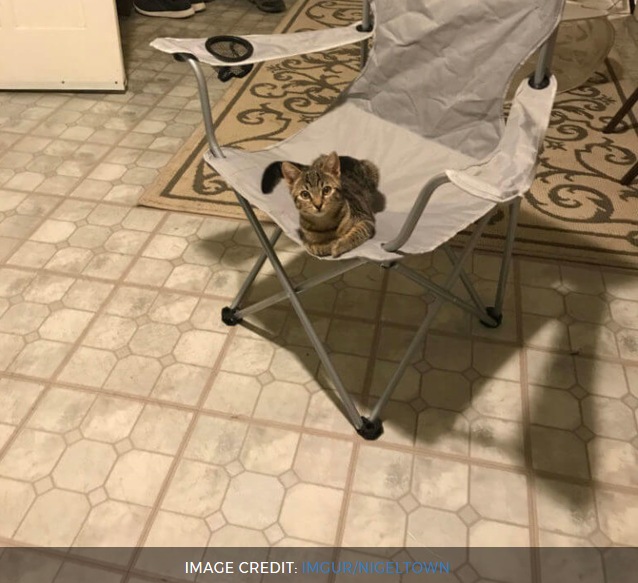 tabby kitten sitting in a white chair