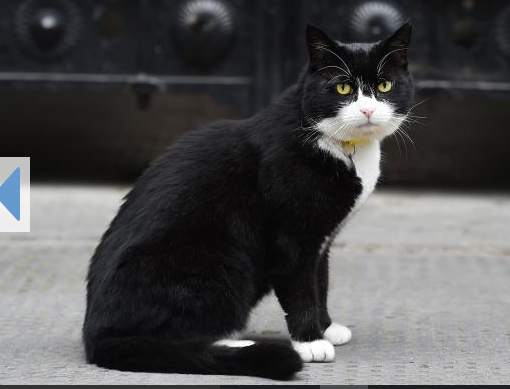 Palmerston the black and white tuxedo cat in the British foreign office