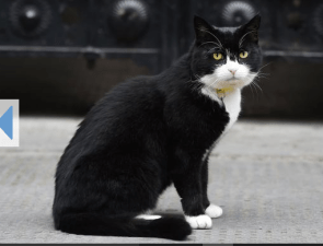Palmerston the black and white tuxedo cat in the British foreign office