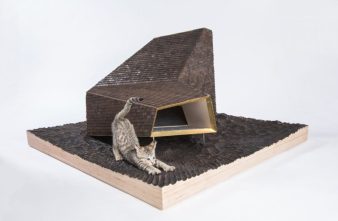 gray tabby kitten in fancy cat condo