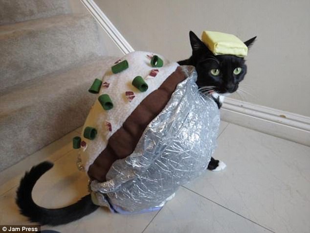 Tuxedo cat in baked potato Halloween costume