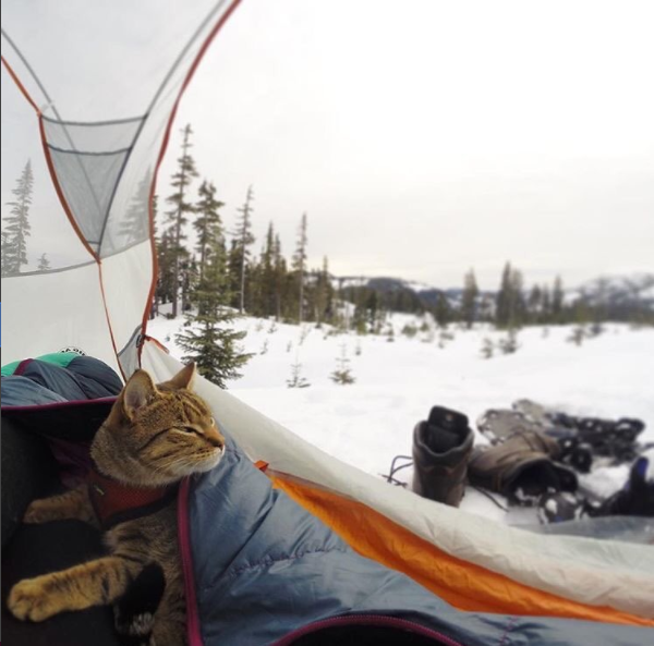 gray tabby camping in winter