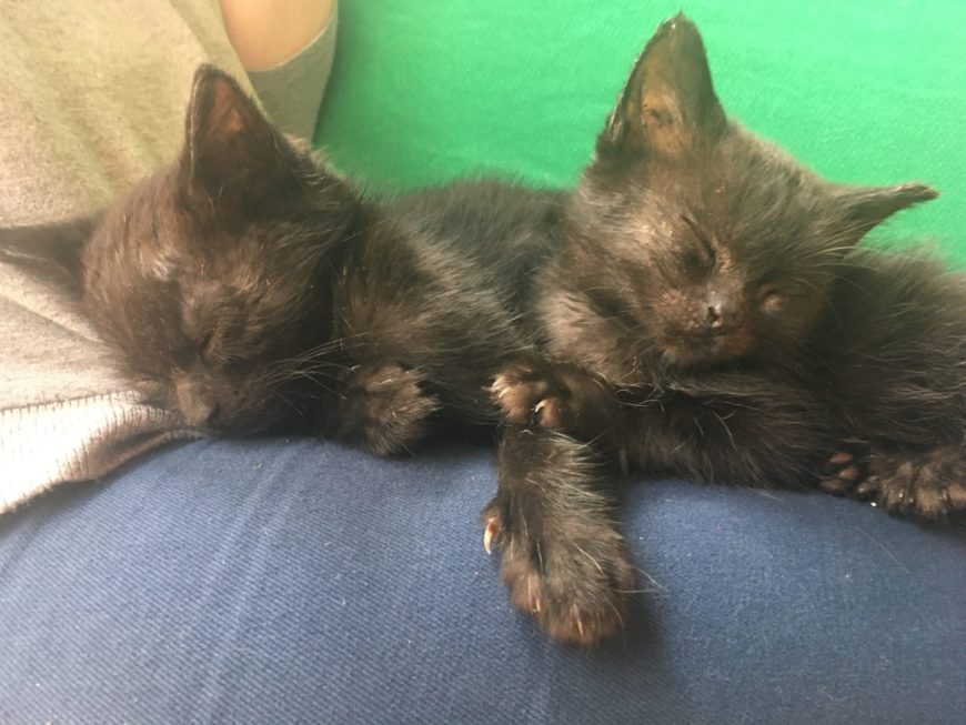 black kittens at the Dublin cat cafe