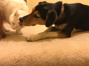dog and white cat