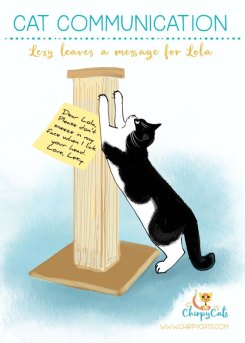 black and white cat leaves sticky notes on cat scratcher