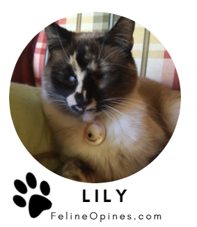 LilyLogo