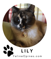 LilyLogo