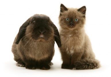 siamese kitten and look alike bunny
