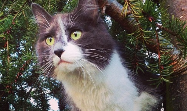 black and white cat stuck in tree