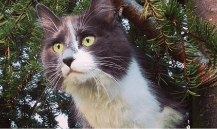 black and white cat stuck in tree