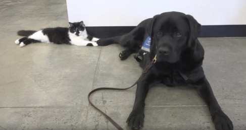 Black and white kitten trains therapy dogs