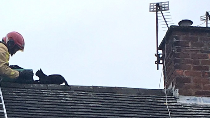 fire fighter rescues cat on roof