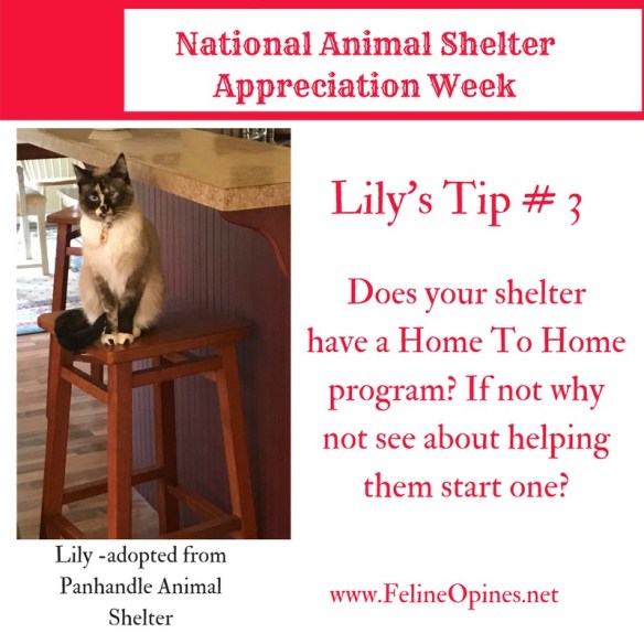 siamese cat sitting on stool