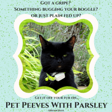 black cat named Parsley