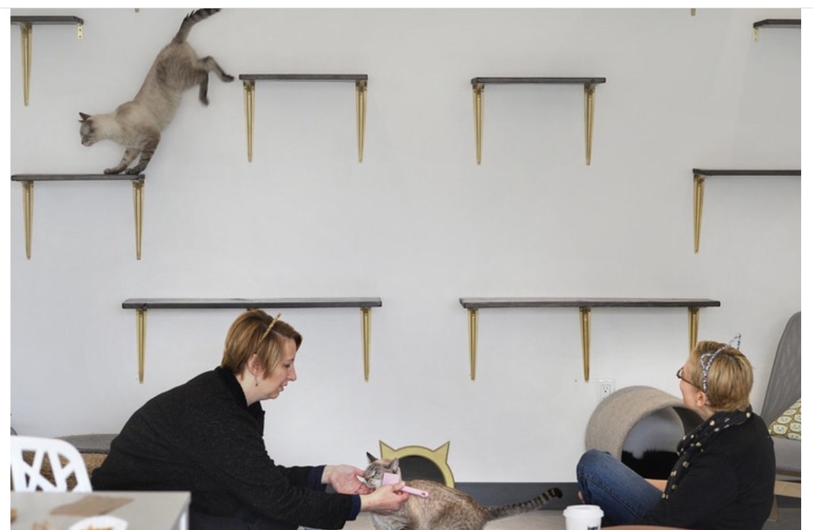 two women play with siamese cats