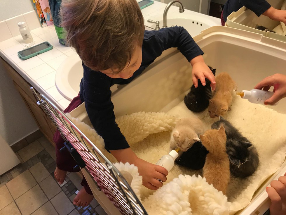 2 year old boy fosters kittens