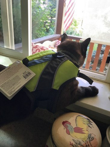 Siamese cat in life jacket