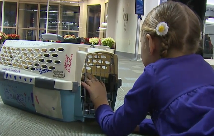 bitty kitty arrives home after 2000 mile journey