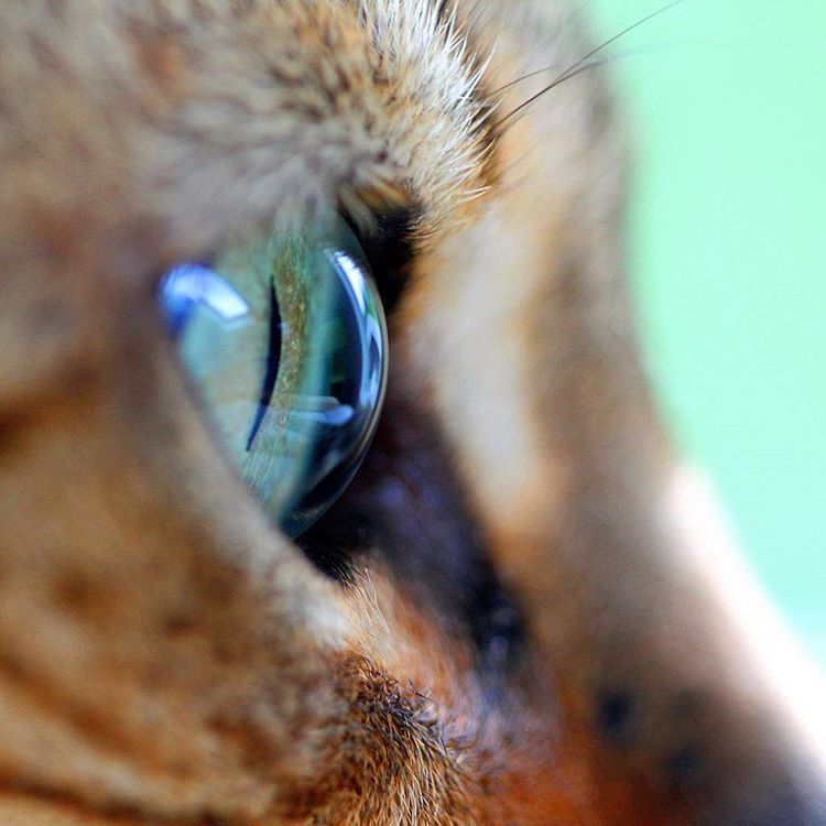 close up of cat eye