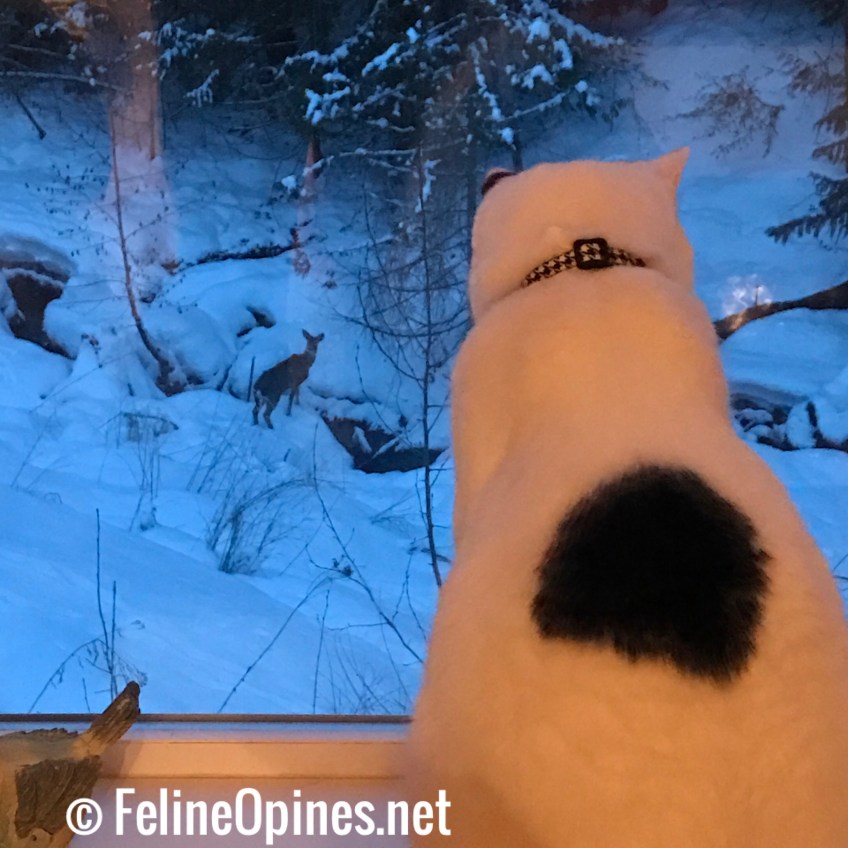 black and white cat watching deer