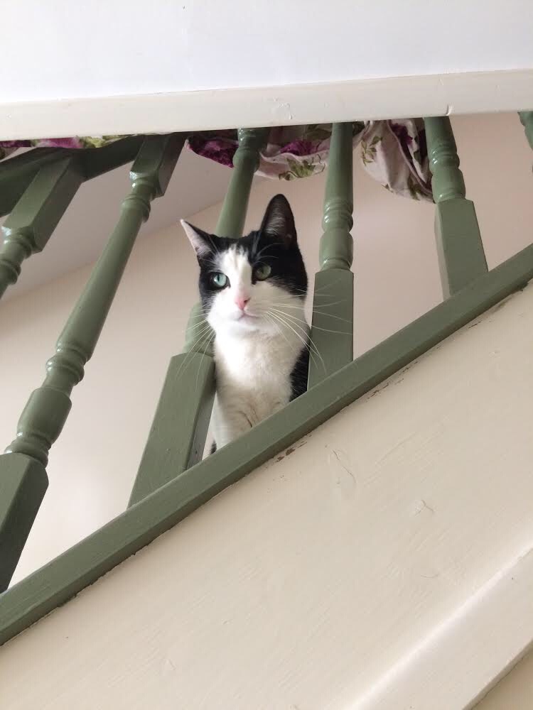 Whisky the Tuxedo Cat