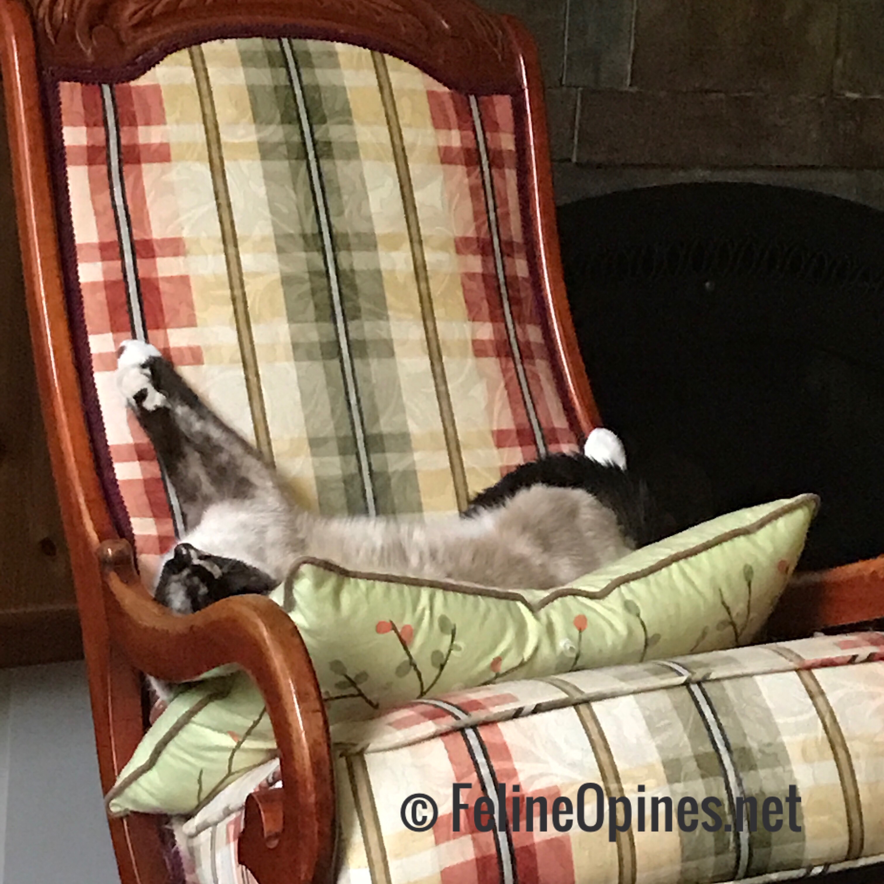 siamese cat on rocking chair
