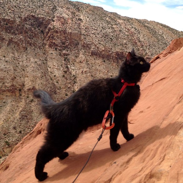 black cat climbs mountains with her human
