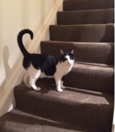 black and white tuxedo cat named whiskey