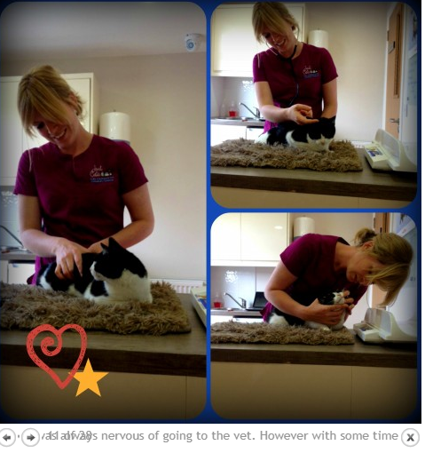 cat cuddler job in Dublin, Ireland